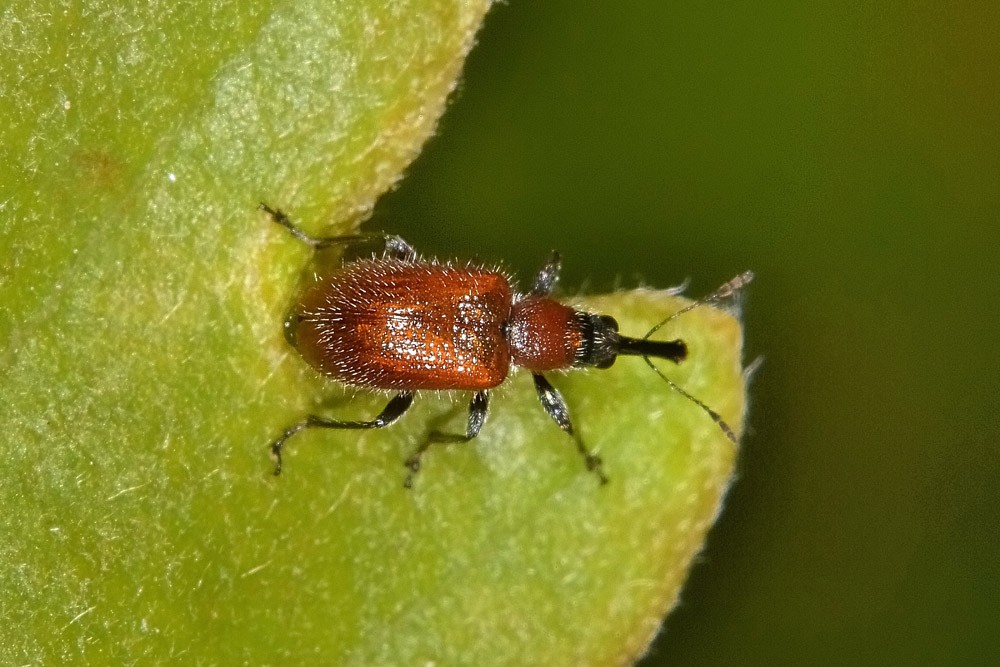 Rhynchitidae: Lasiorhynchites coeruleocephalus